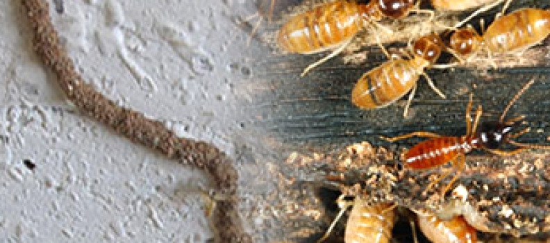 Termite Treatment