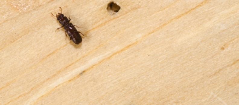 Woodborer Treatment